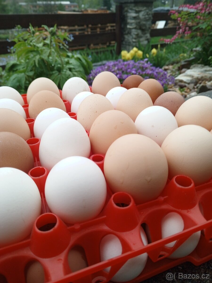 Slepičí a křepelčí vajíčka - 2