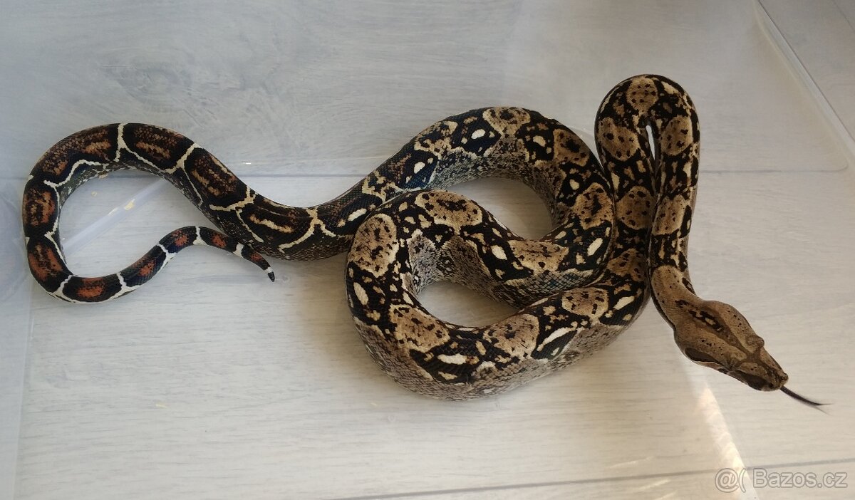 Boa imperator - DH Leopard VPI T+ Albino - 2