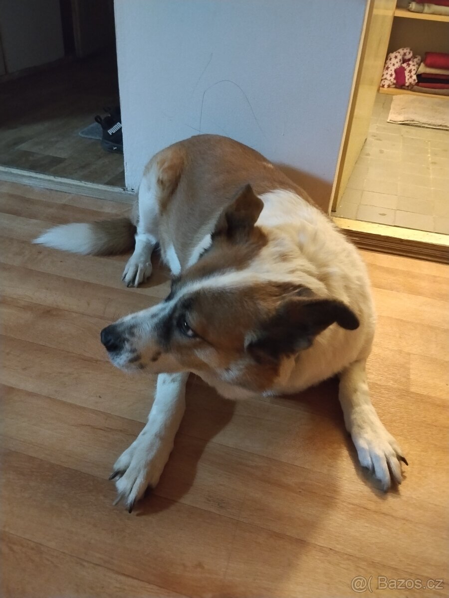 Pes do dobrých rukou - 2