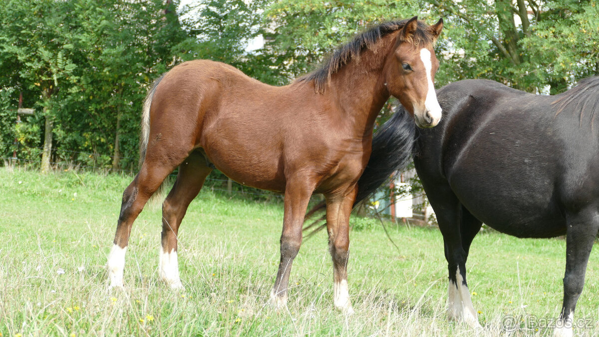 Welsh pony of cob type, sekce C - 2