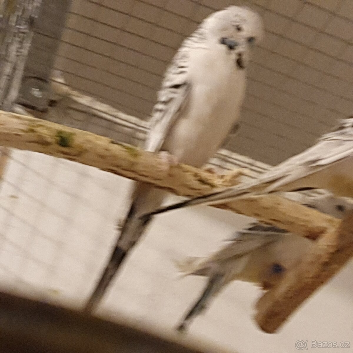 andulka Texas tcb - 2