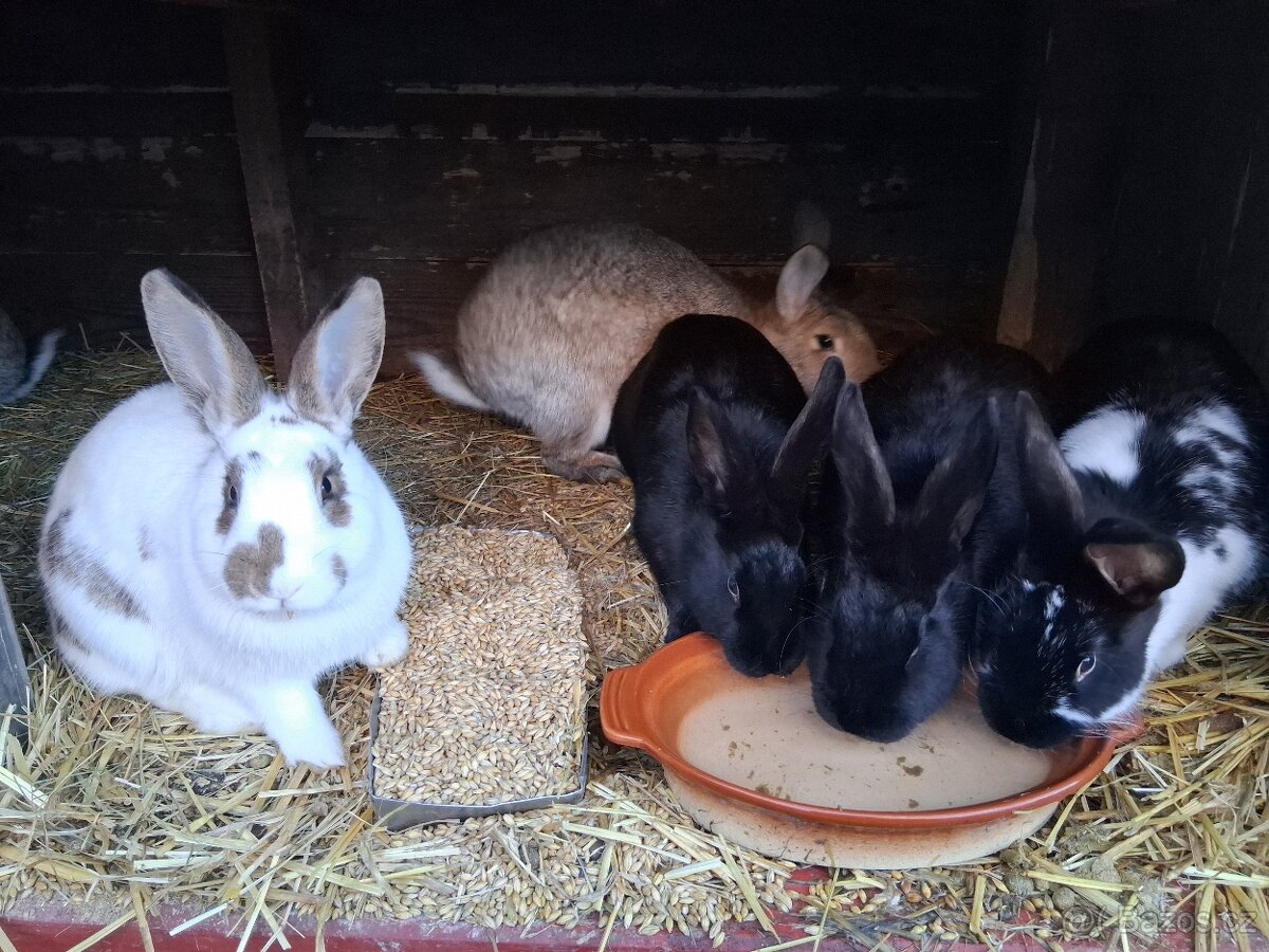 Králíci k prodeji - 2