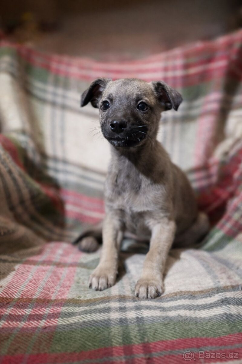 Whippet, Vipet, bez pp - 2