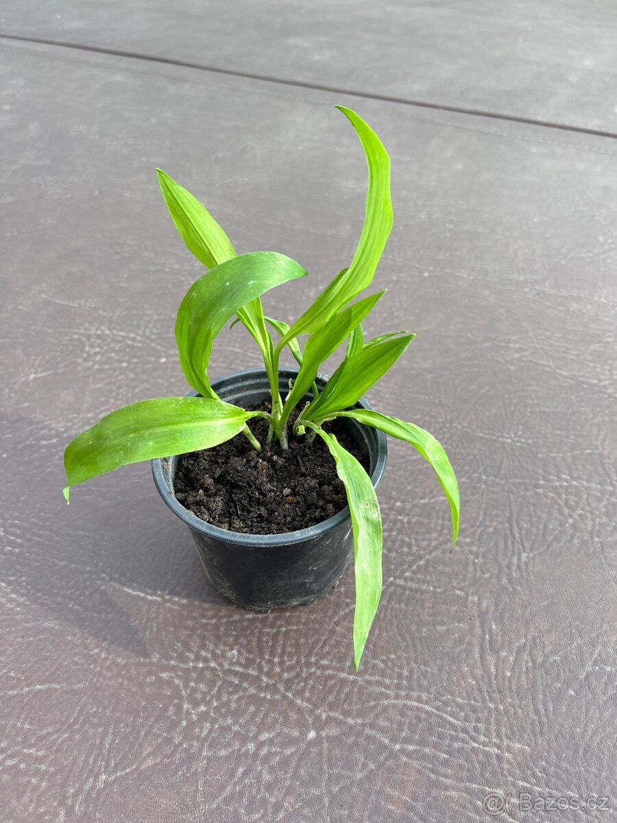 Medvědí česnek - 2