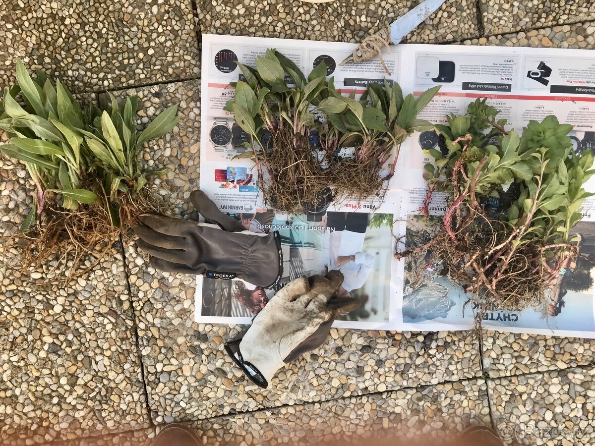 Trvalky a víceletky-LEN OSOBNÝ ODBER BRNO - 2