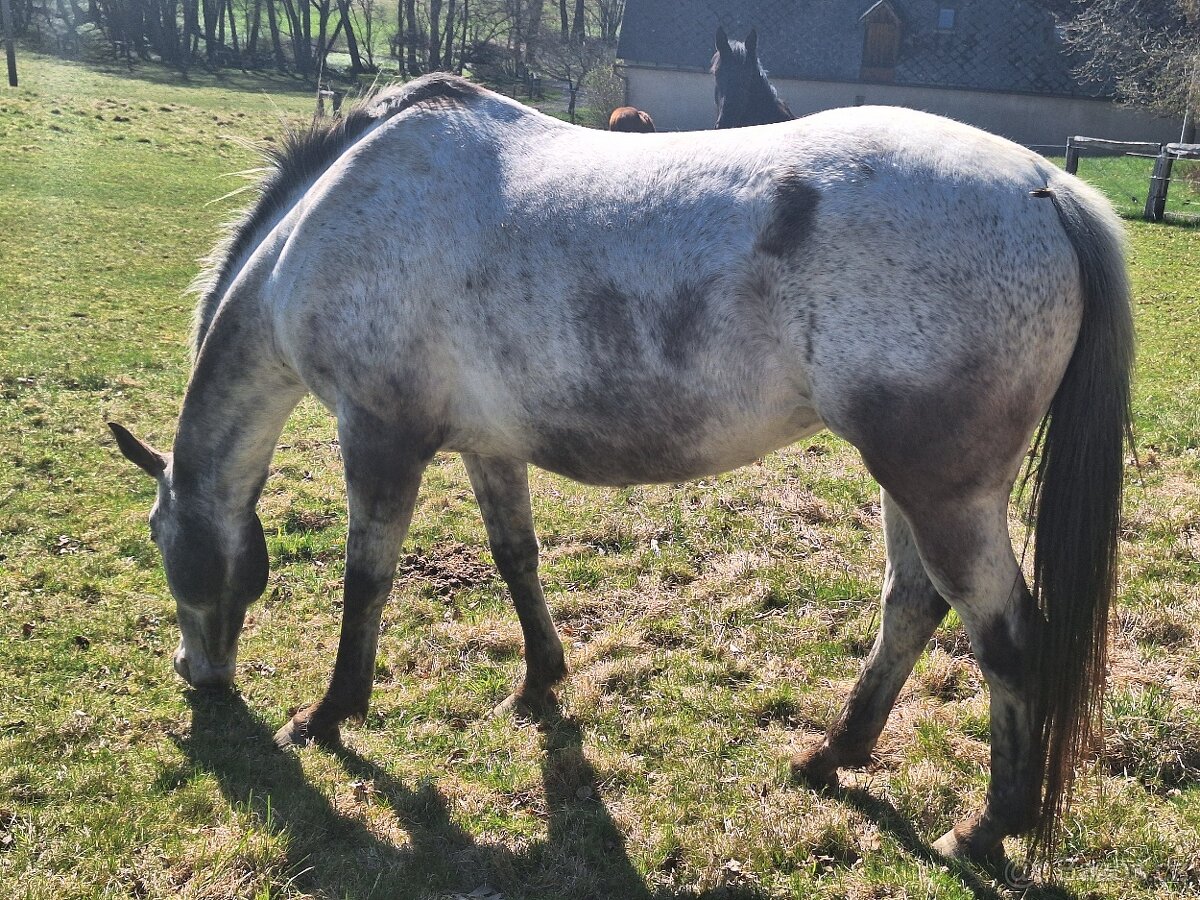 Prodám 10-letou kobylku ApHC/ČT - 2