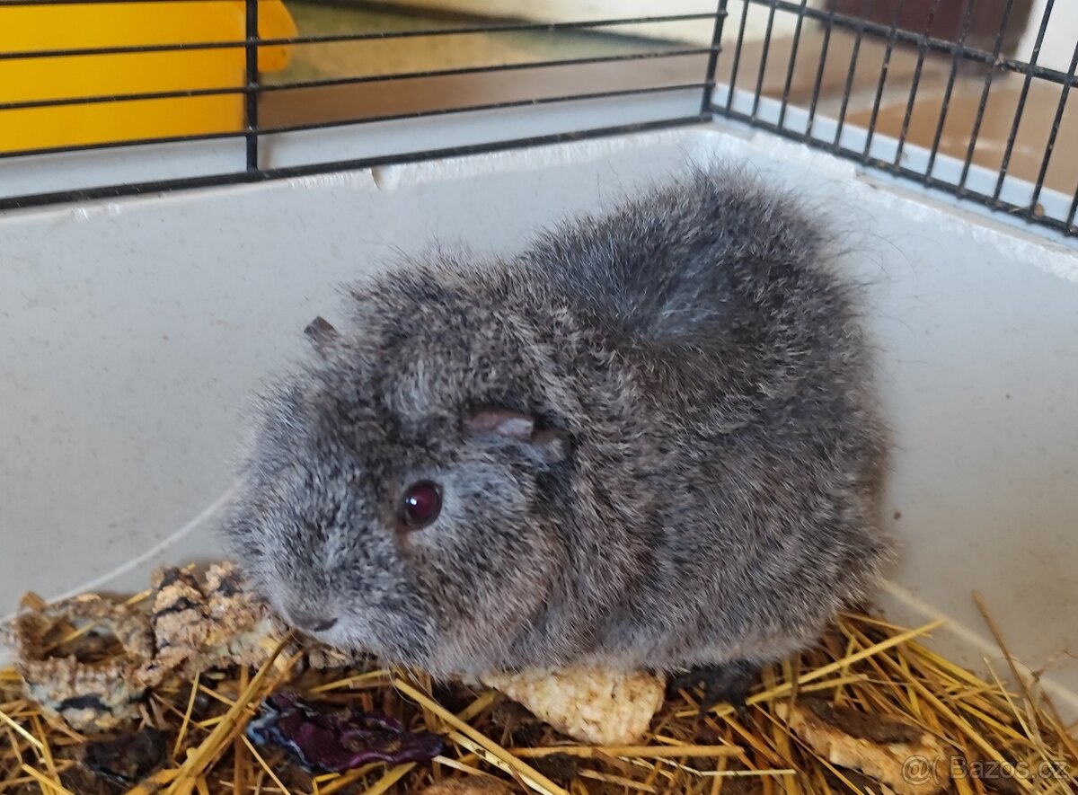 morče, morčátko - 2