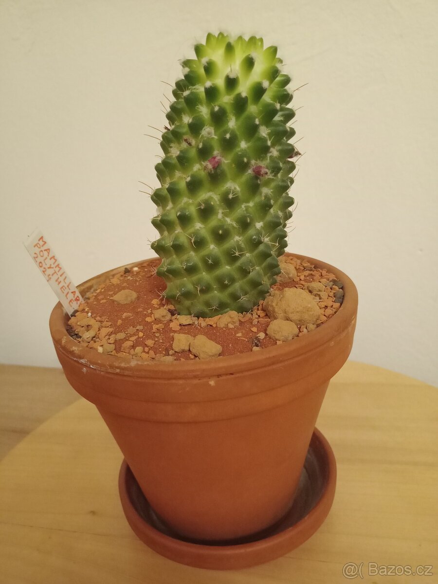 Mammillaria polythele - 2