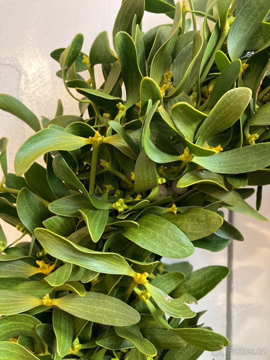 Věnec ze jmelí přírodní - 2