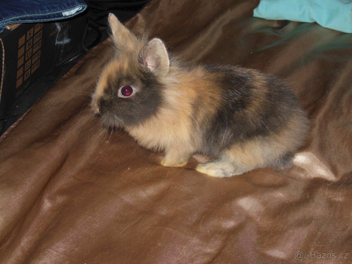 Zakrslý králíček Teddy - 2