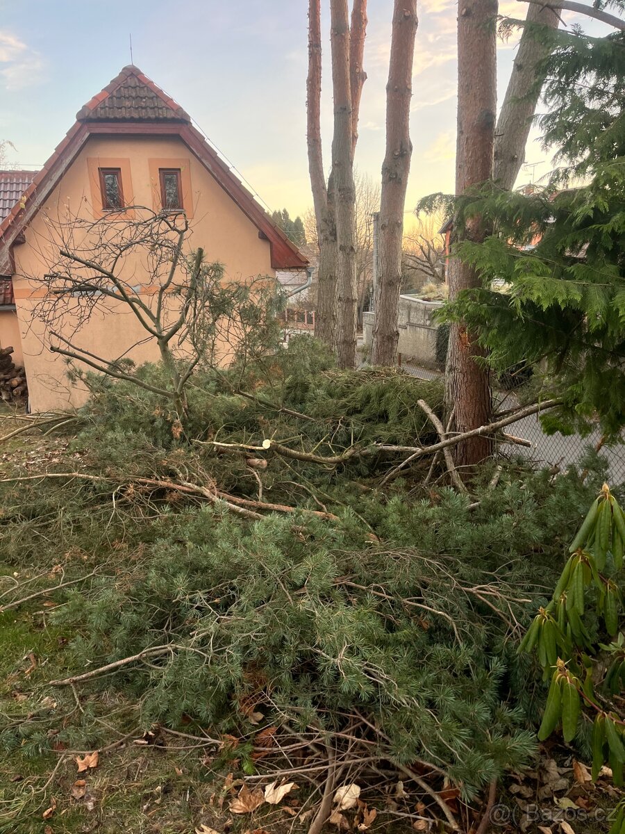 Borovicové chvojí - čerstvé voňavé - 2