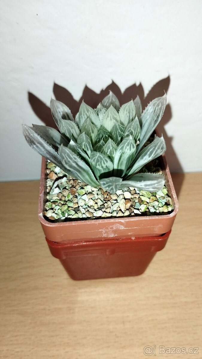 Haworthia pilifera 'Silver Swirl' - 2