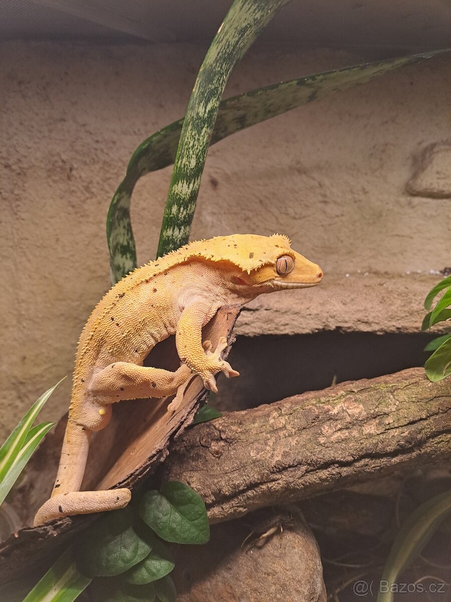 Pagekon řasnatý - 2