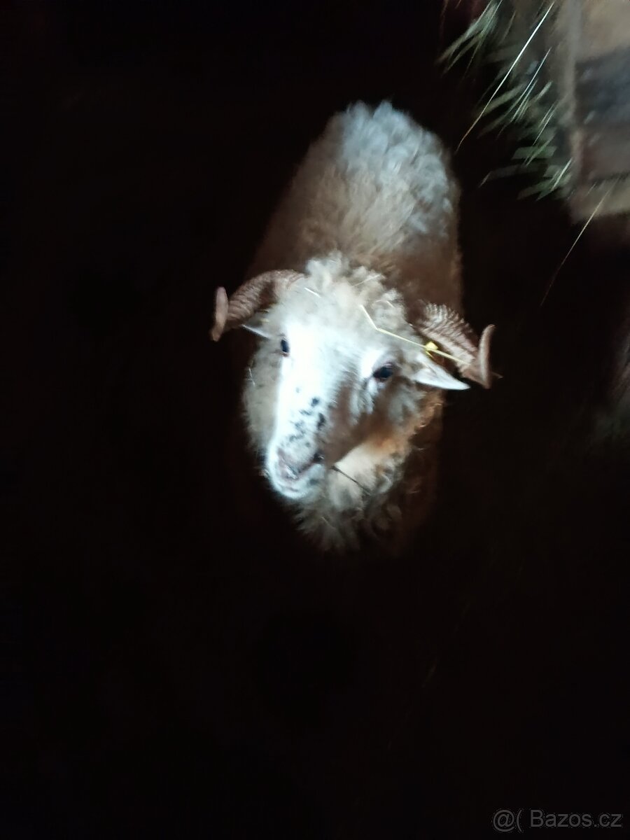 Česká Valaška březí - 2