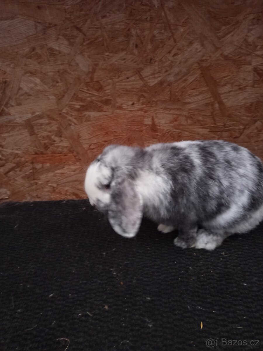 Zakrslý beran rhönský - 2