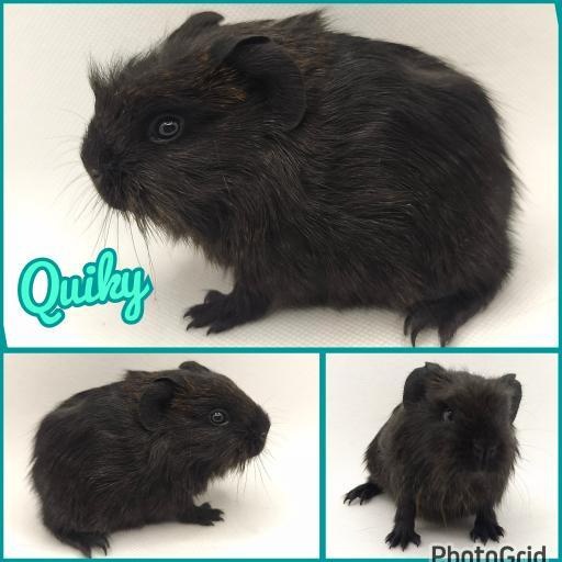 Morče vánoční miminka s PP - 2