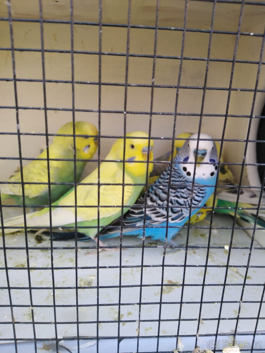 Prodám andulky TCB a obyčejné - 2