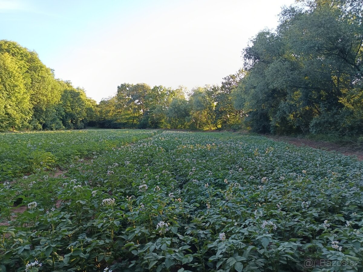 brambory k uskladnění - 2