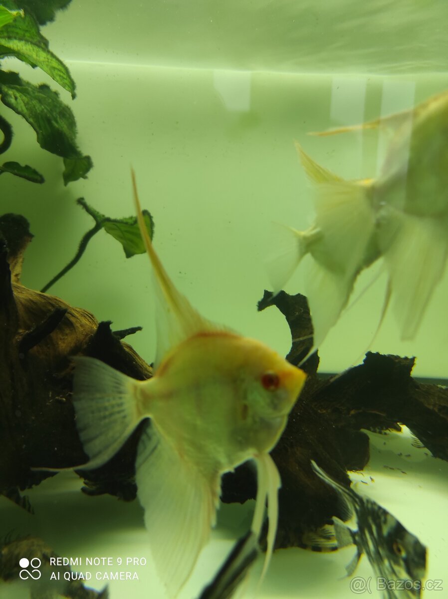 Skalár marble albino - 2