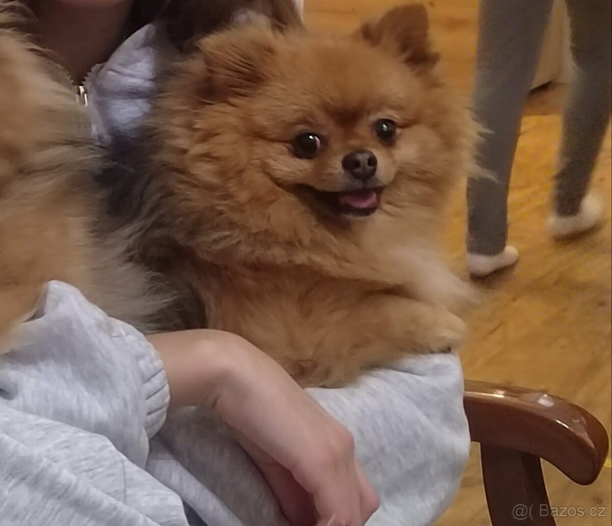 Pomeranian s PP - 2
