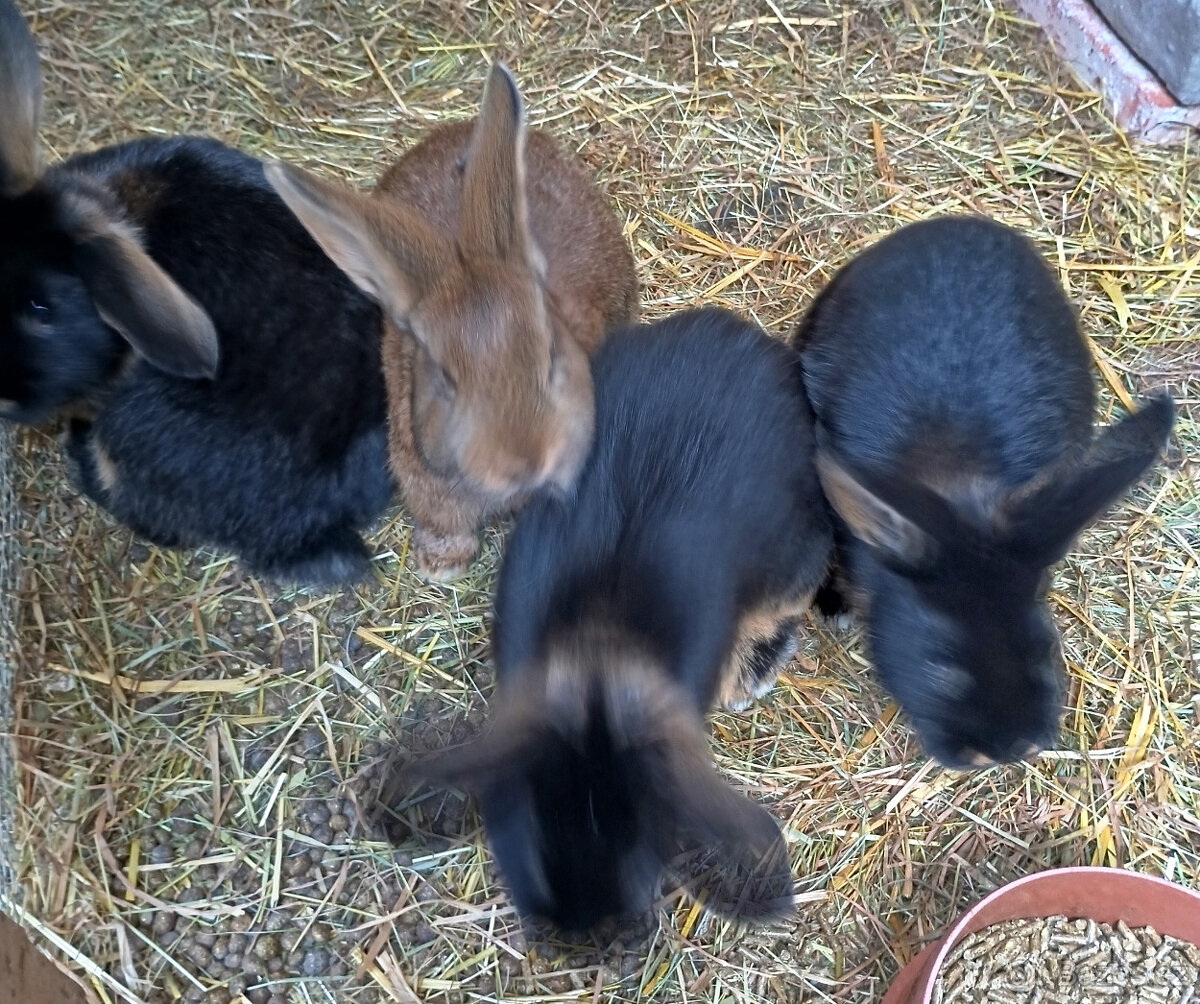 mladí králíčci - 2