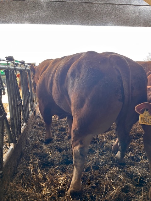 Pemenný býk Limousine - 2