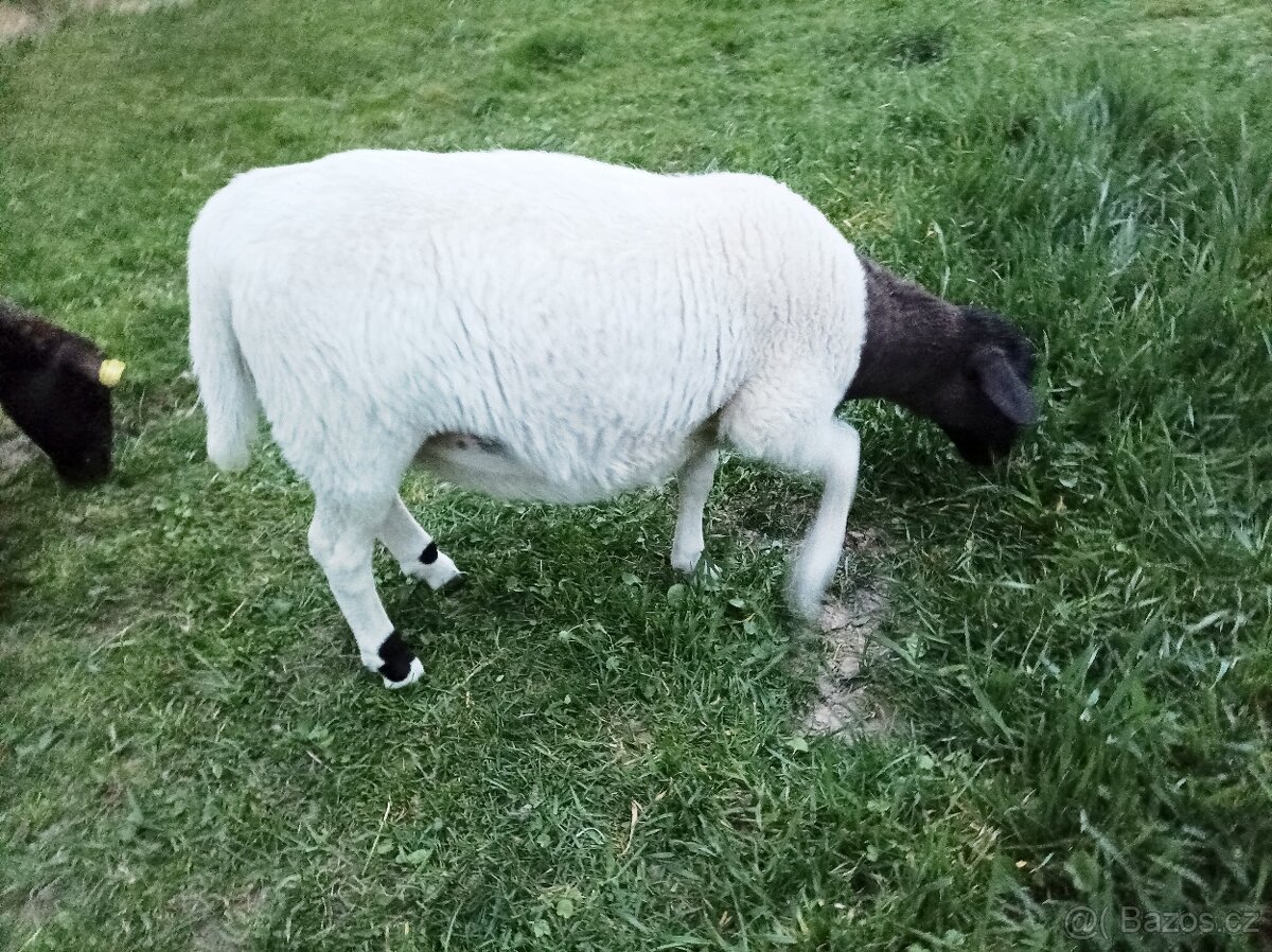 Jehničky 75% Dorper, jehnice, ovce - 2