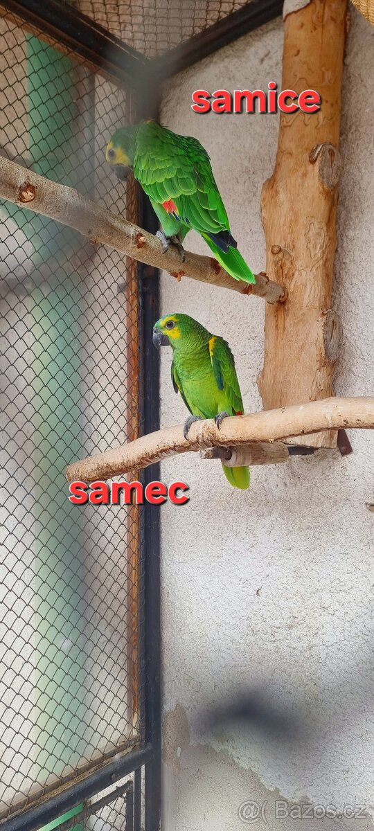 Amazonan modrocely - 2