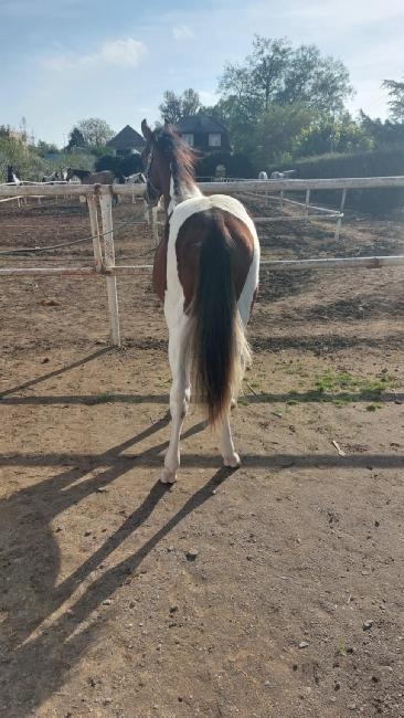 Prodám valacha  american paint horse - 2