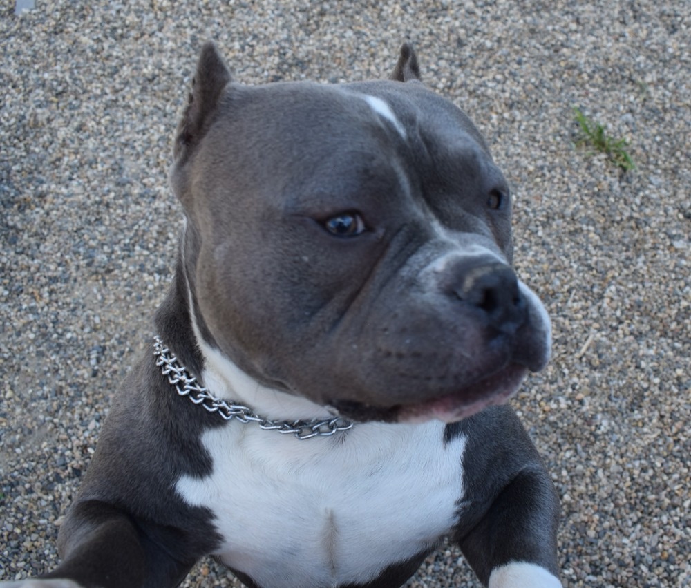American bully pocket ABKC -krytí - 2