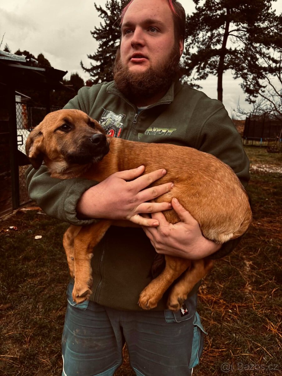 prodám psa (zlatý retrívr se stafordem) - 2