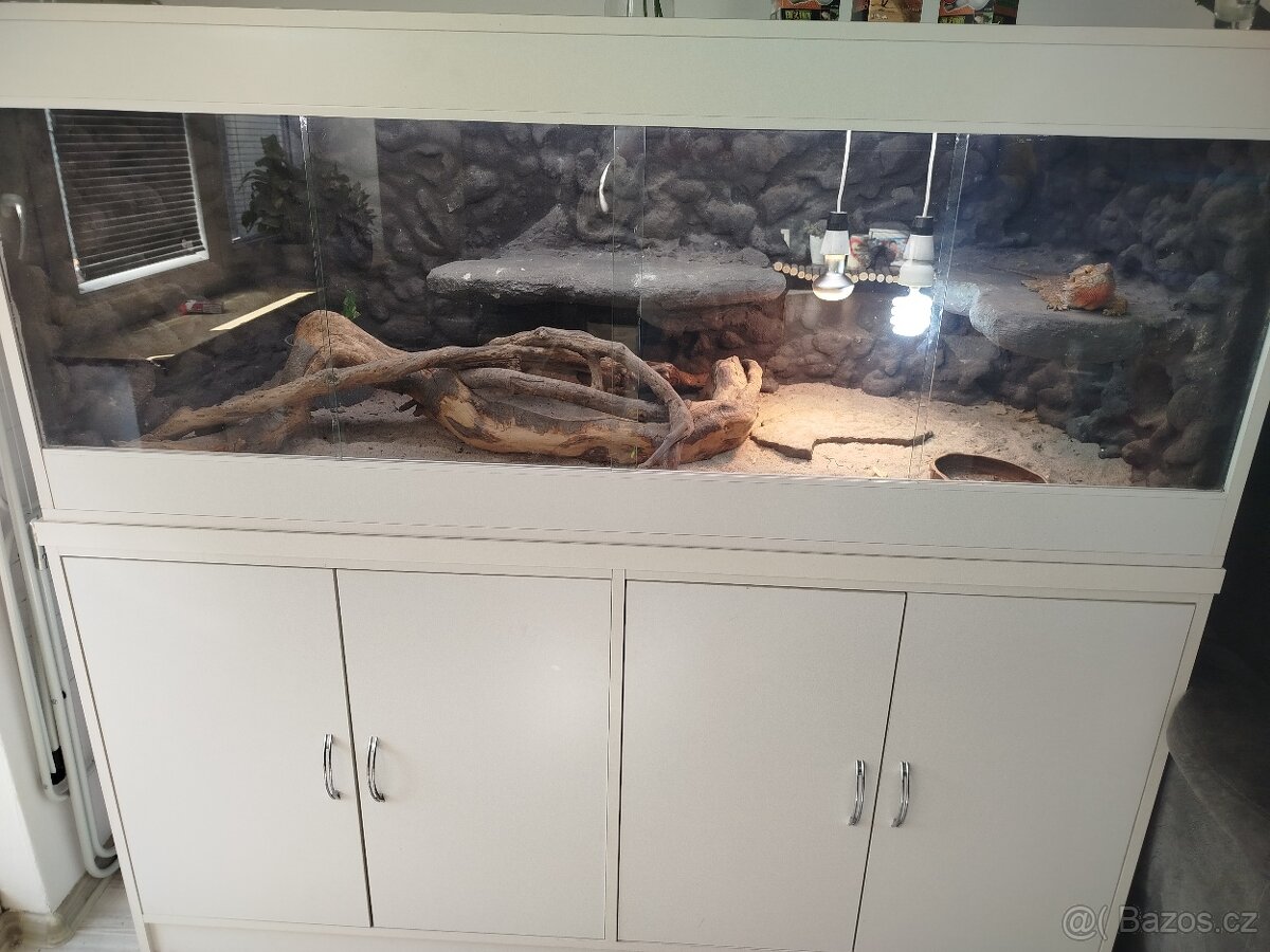 Agama vousatá s teráriem a komodou - 2