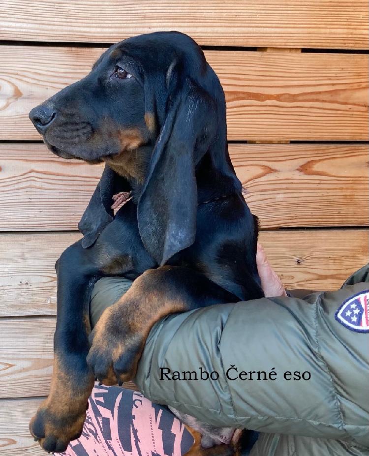 Black and Tan Coonhound/ americký mývalí pes - 2