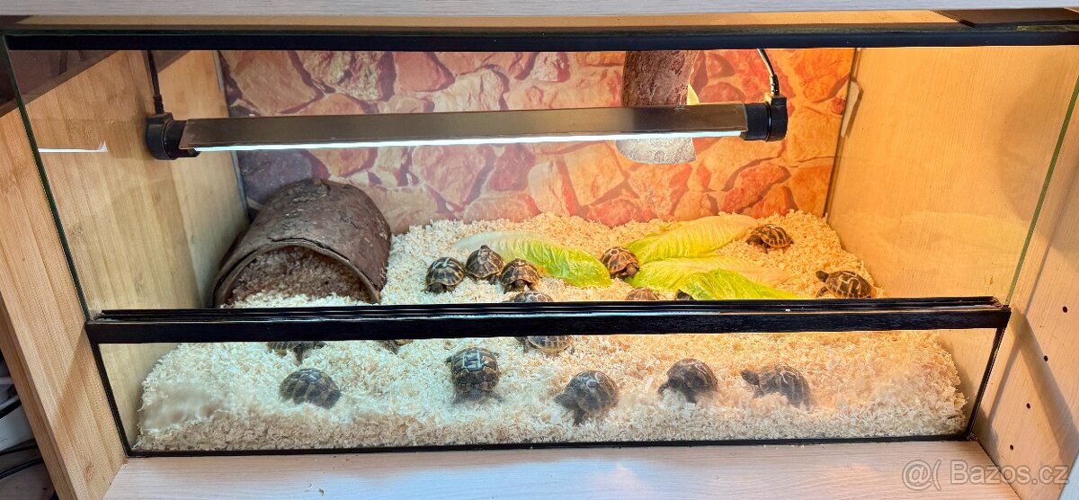 mládě - želva zelenavá - Testudo Hermanni - 2