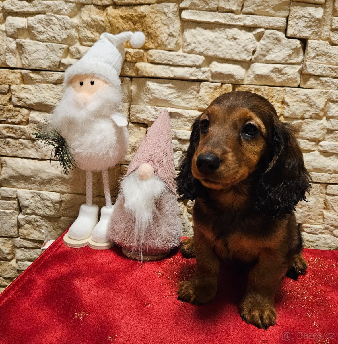 Jezevčík dlouhosrstý trpasličí s PP - 2