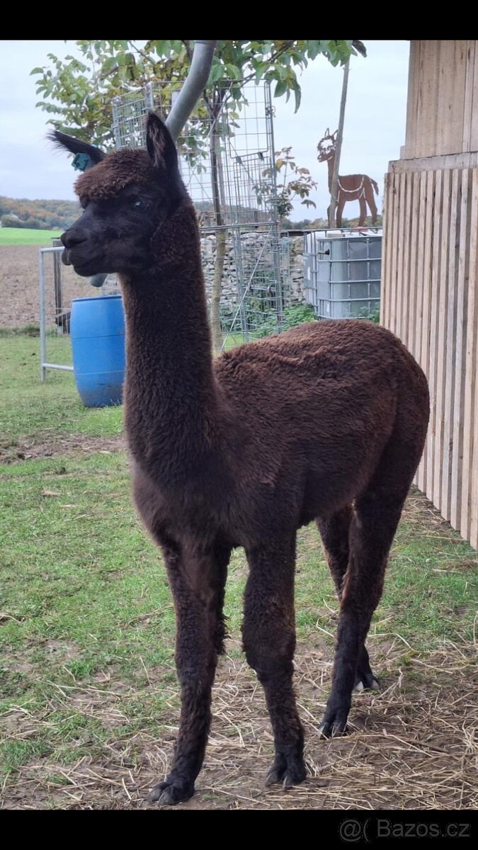 Alpaka samec netradiční zbarvení - 2