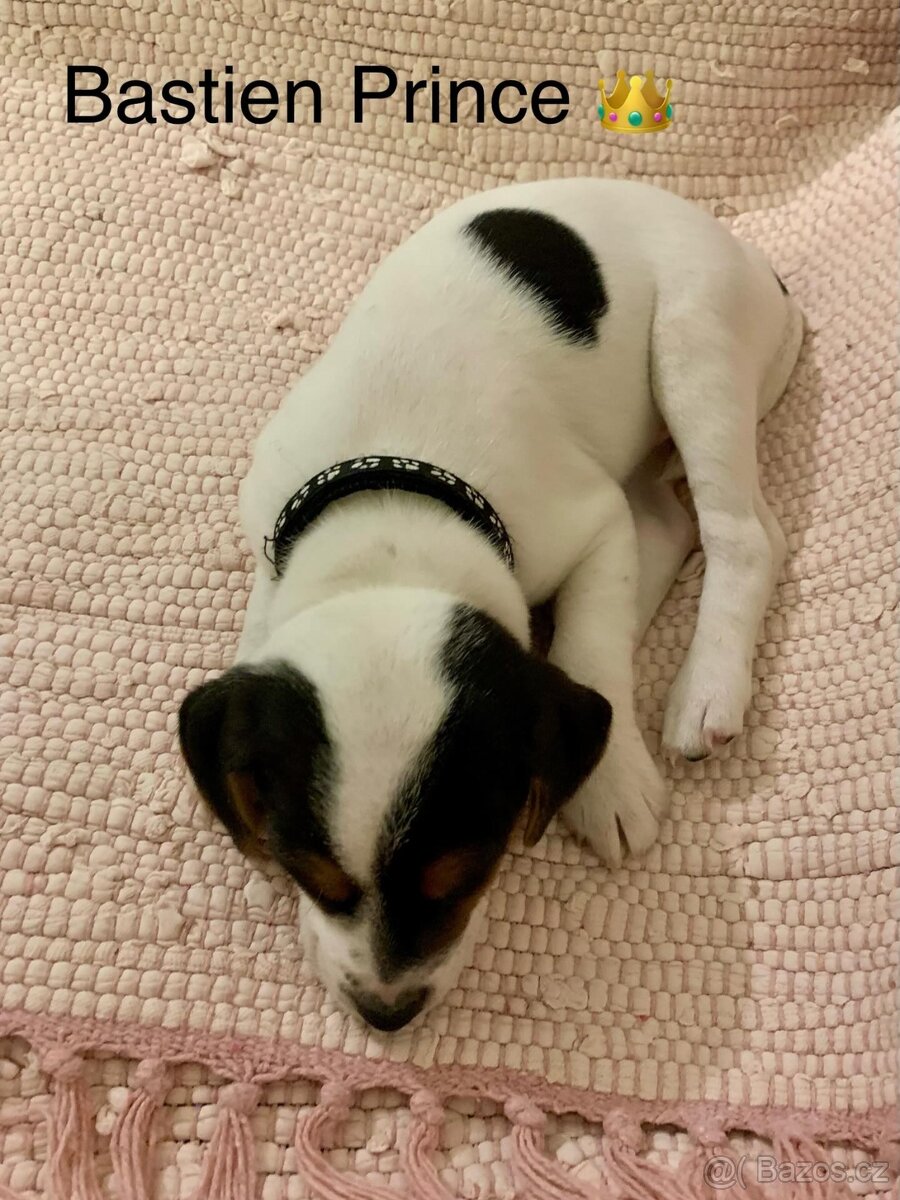 Dánsko švédský farmářský pes - 2