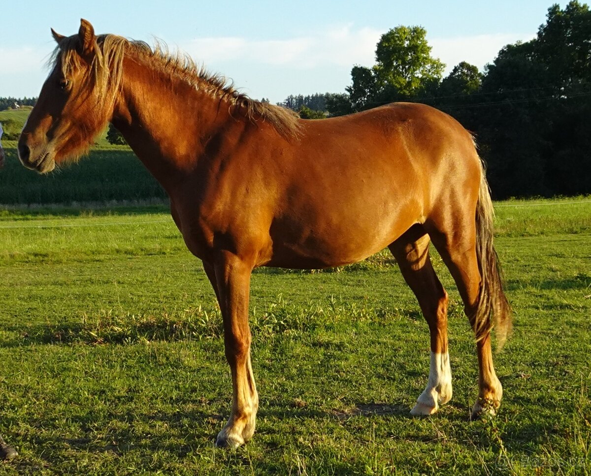 Prodám klisnu WPBr s PP, - 2