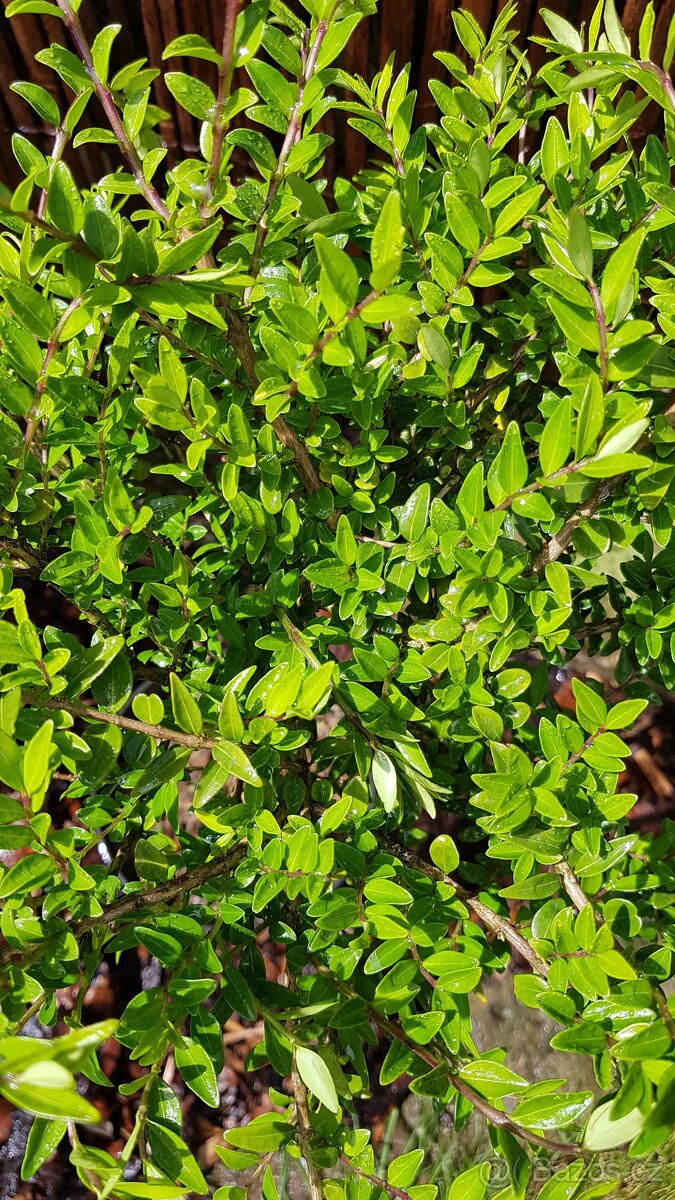 Lonicera, Zimolez, keře, stromky - 2