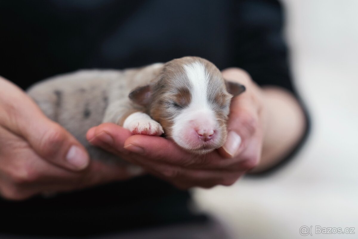 Miniaturní americký ovčák - 2