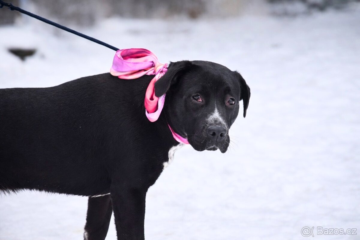 Columbia hledá domov - 2