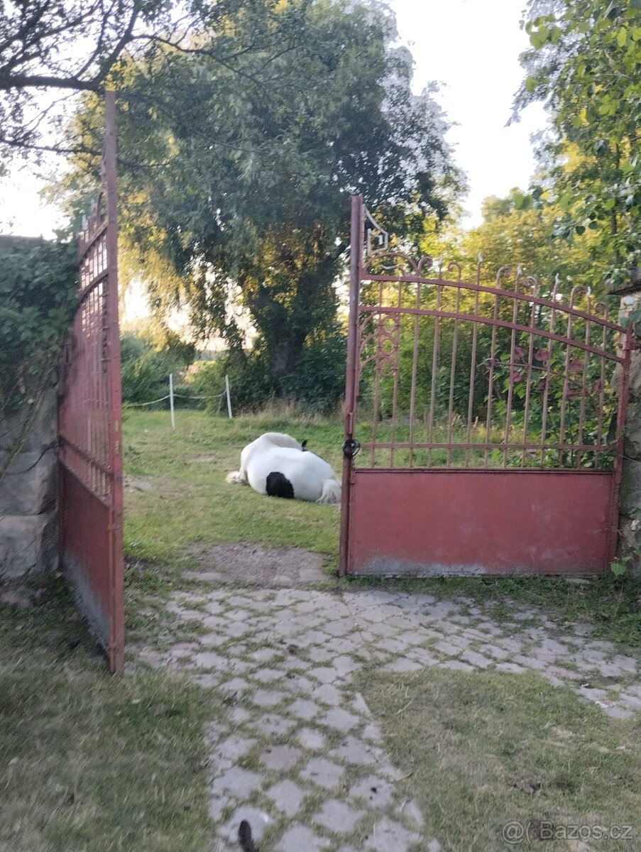 Irský cob - 2