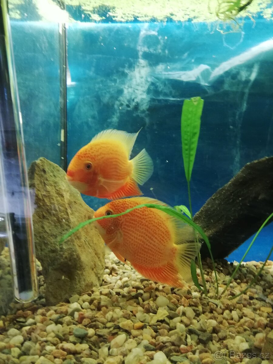 Heros severum super Red - 2