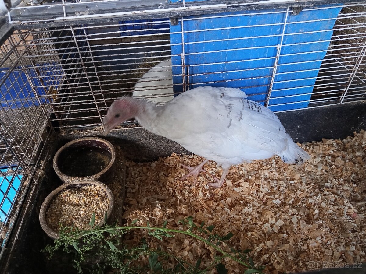 Krůta - 2