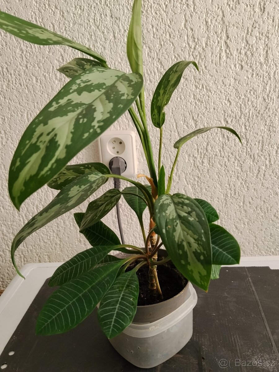 Aglaonema - pokojová rostlina - 2
