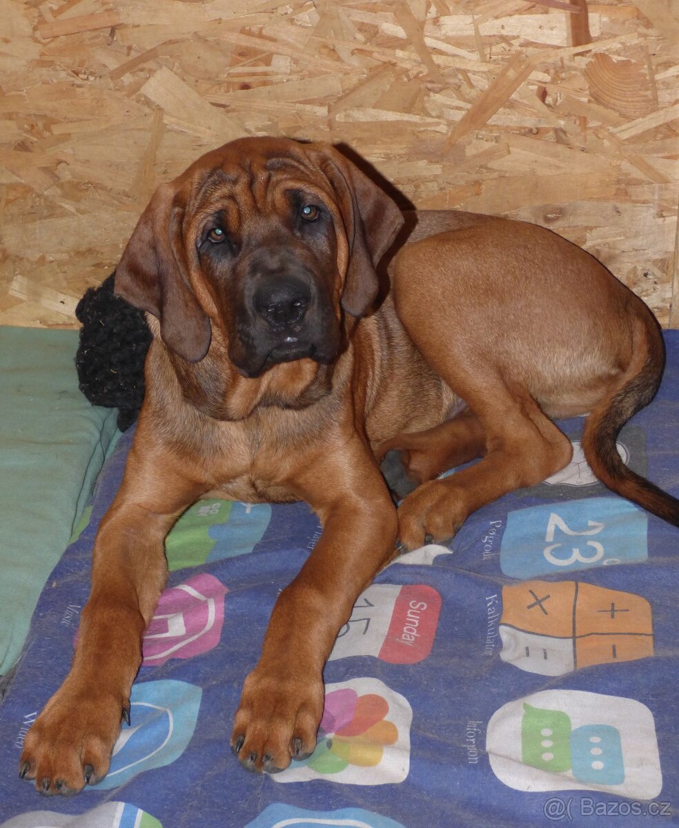 Tosa inu - pejsci k odběru - 2