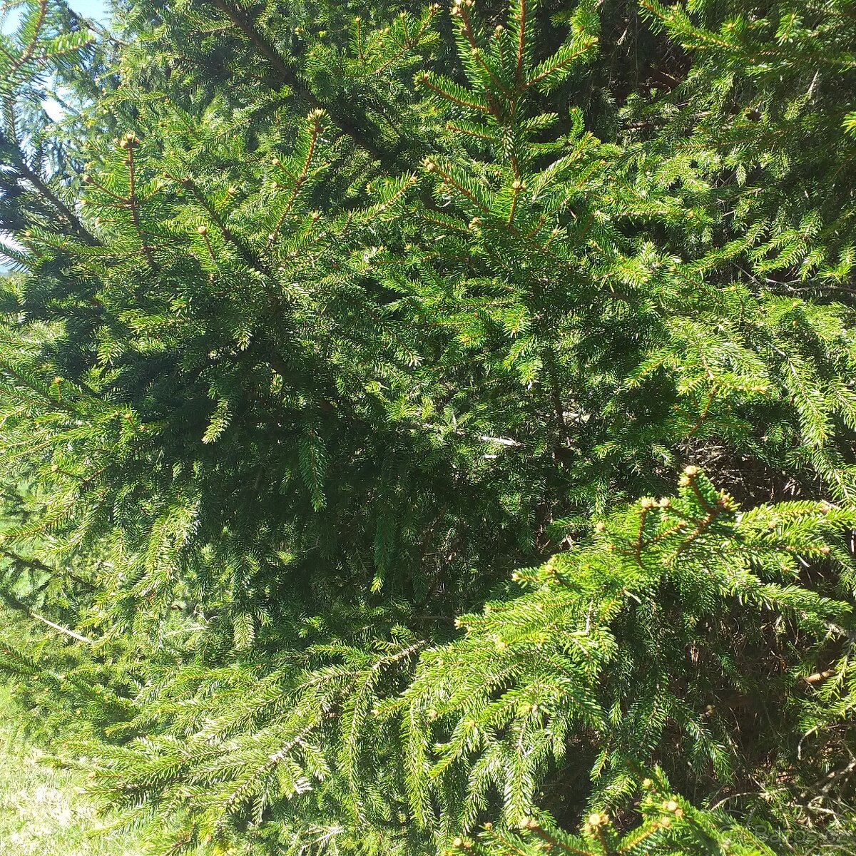 Smrkové chvojí - 2