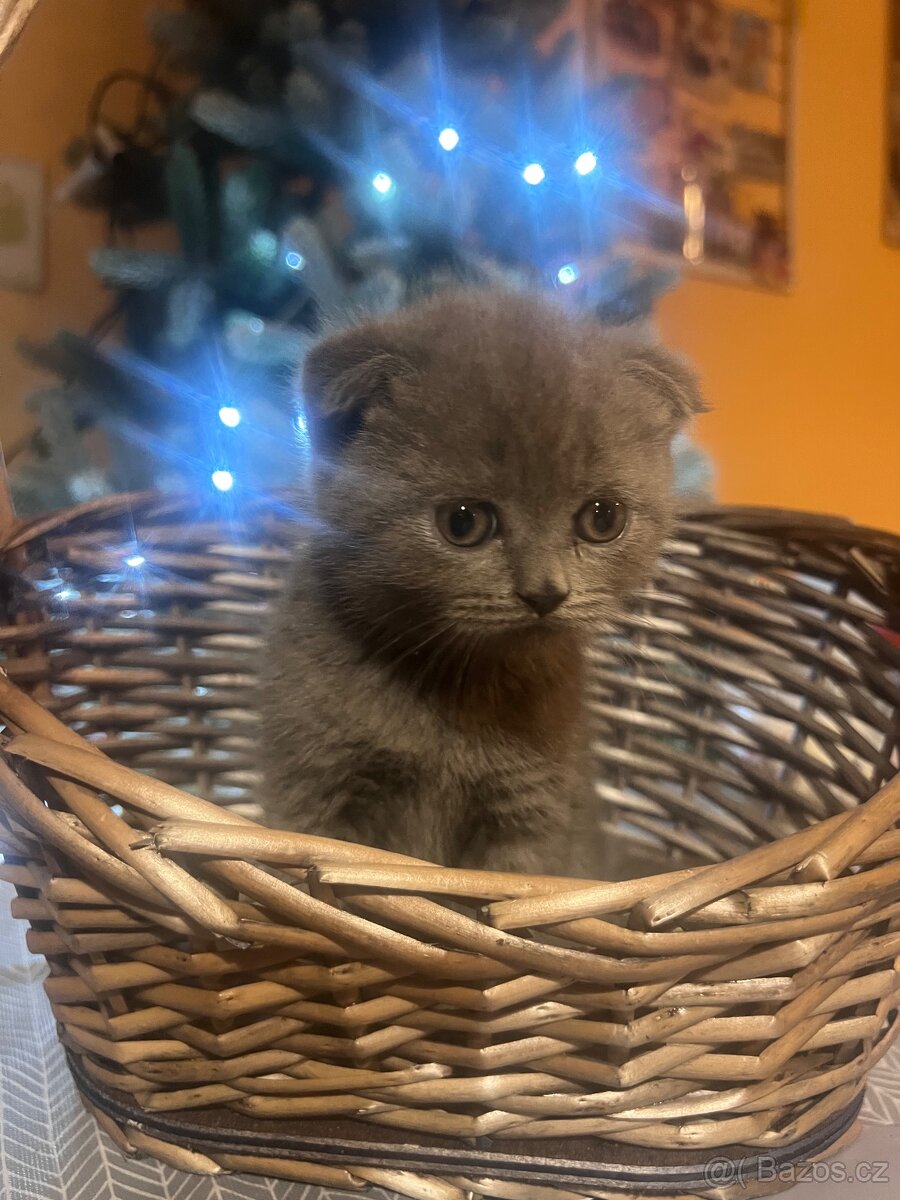 Prodám kočky - 2