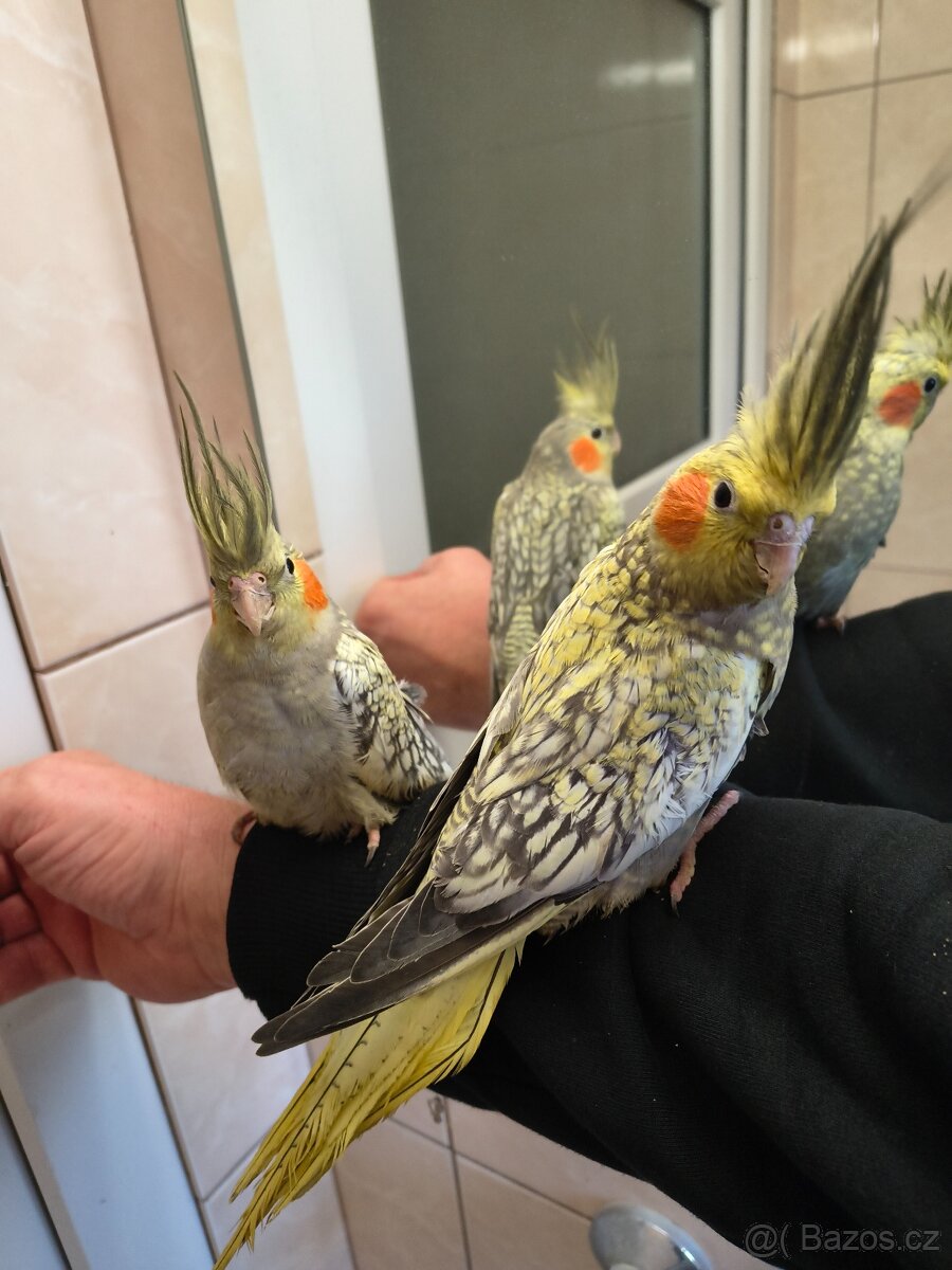 Korely výstavní, úplně krotké. - 2