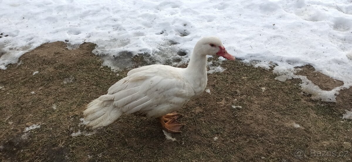 Kachna pižmová bílá 5 ks - 2